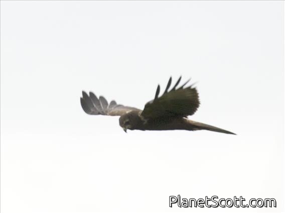 African Marsh-Harrier (Circus ranivorus)