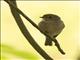 Swamp Flycatcher (Muscicapa aquatica)