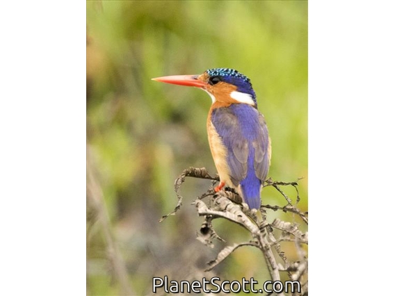 Malachite Kingfisher (Corythornis cristatus)