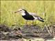 Long-toed Lapwing (Vanellus crassirostris)