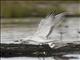 Gull-billed Tern (Gelochelidon nilotica)