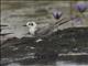 White-winged Tern (Chlidonias leucopterus)
