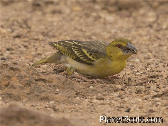 Village Weaver (Ploceus cucullatus) - Female