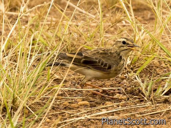 African Pipit (Anthus cinnamomeus)