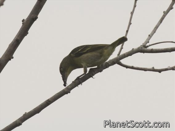 Weyns's Weaver (Ploceus weynsi)