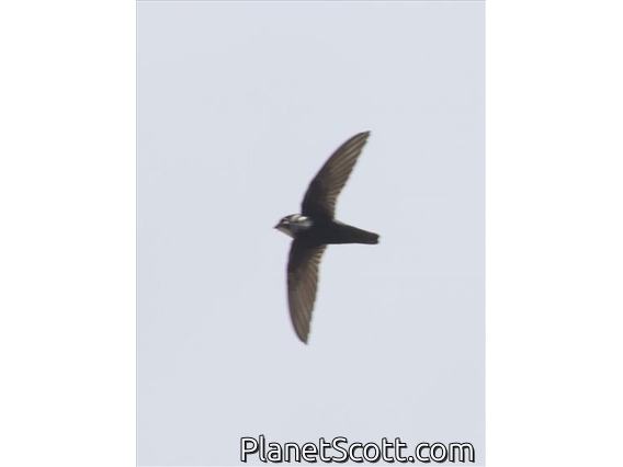 Little Swift (Apus affinis)