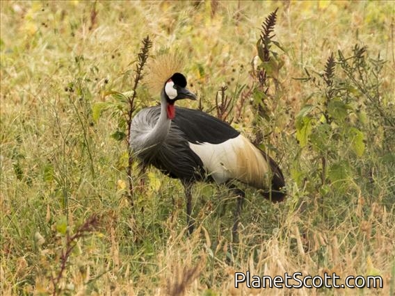 Gray Crowned-Crane (Balearica regulorum)