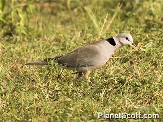 Ring-necked Dove (Streptopelia capicola)