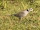 Ring-necked Dove (Streptopelia capicola)