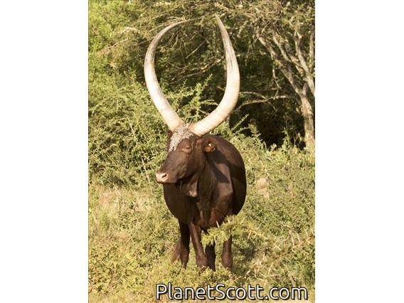Aurochs (Bos taurus)