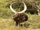 Aurochs (Bos taurus)