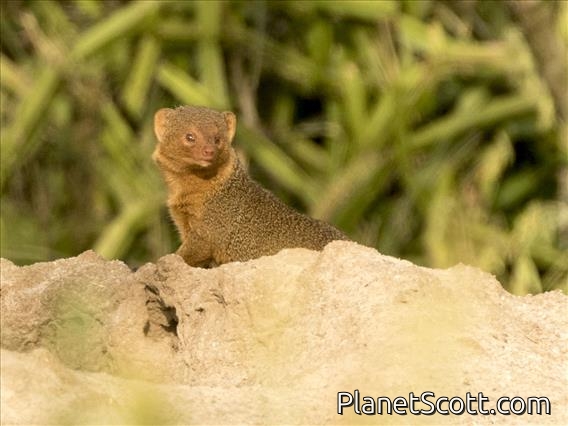 Dwarf Mongoose (Helogale parvula)
