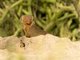 Dwarf Mongoose (Helogale parvula)