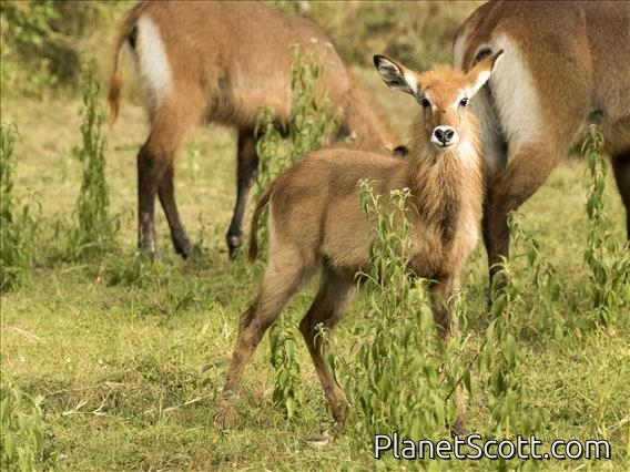 Waterbuck (Kobus ellipsiprymnus) - Juvenile