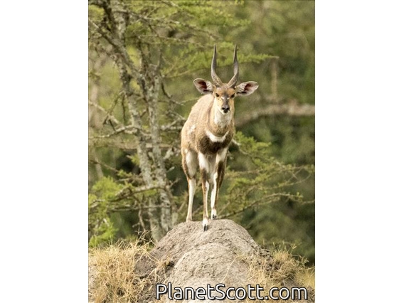 Bushbuck (Tragelaphus scriptus)