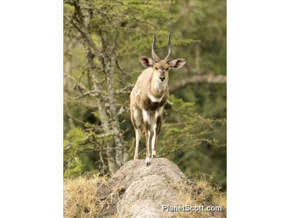 Northern Bushbuck (Tragelaphus scriptus)