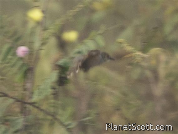 Trilling Cisticola (Cisticola woosnami)