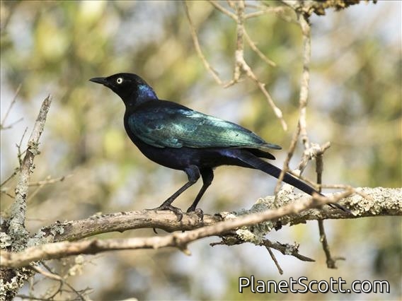 Rueppell's Starling (Lamprotornis purpuroptera)