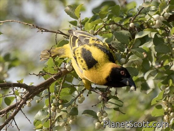 Village Weaver (Ploceus cucullatus) - Male