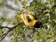 Village Weaver (Ploceus cucullatus) - Male