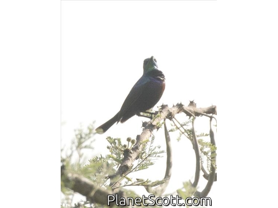 Mariqua Sunbird (Cinnyris mariquensis)
