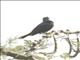 Mariqua Sunbird (Cinnyris mariquensis)