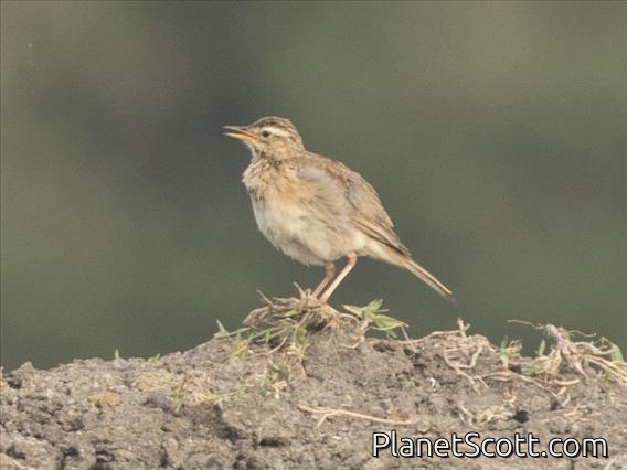 African Pipit (Anthus cinnamomeus)