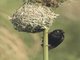 Vieillot's Black Weaver (Ploceus nigerrimus)