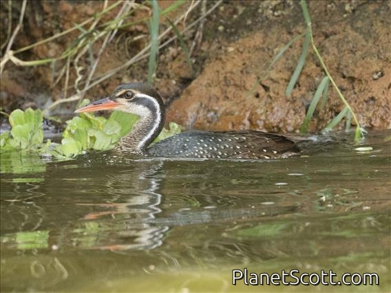 African Finfoot (Podica senegalensis) - Female