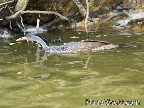 African Finfoot (Podica senegalensis) - Male
