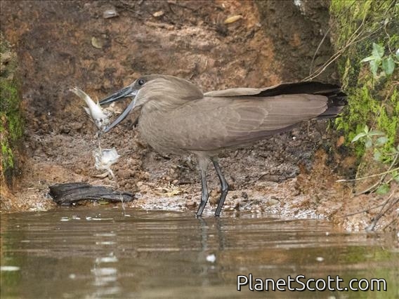 Hamerkop (Scopus umbretta)
