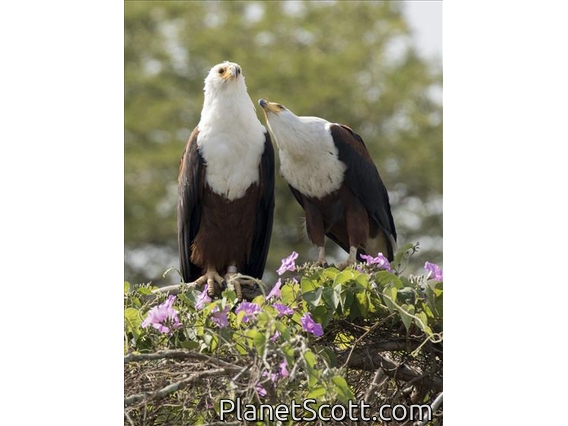 African Fish-Eagle (Haliaeetus vocifer)