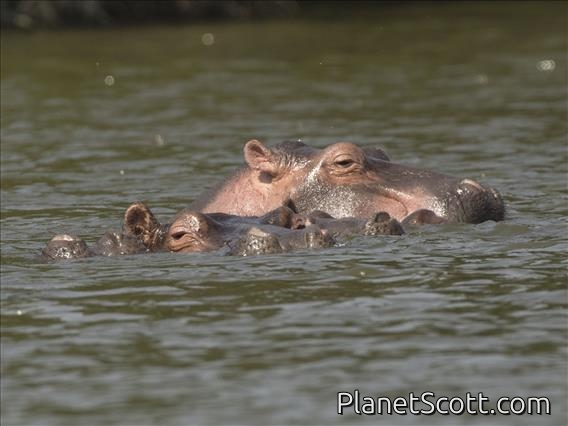 Hippopotamus (Hippopotamus amphibius)