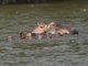 Hippopotamus (Hippopotamus amphibius)