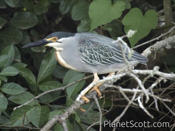 Striated Heron (Butorides striata)