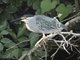 Striated Heron (Butorides striata)