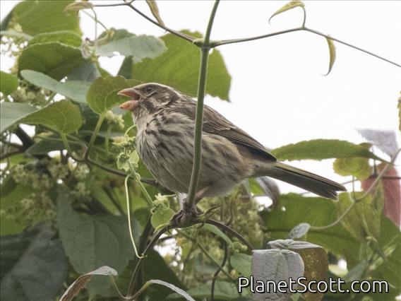 Streaky Seedeater (Crithagra striolatus)