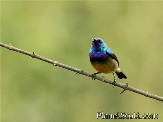 Variable Sunbird (Cinnyris venustus)