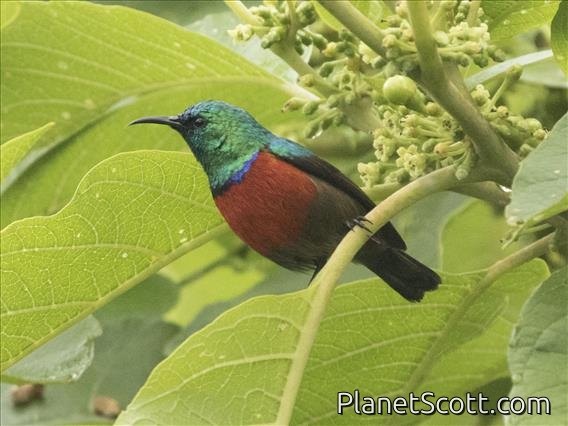 Northern Double-collared Sunbird (Cinnyris reichenowi)