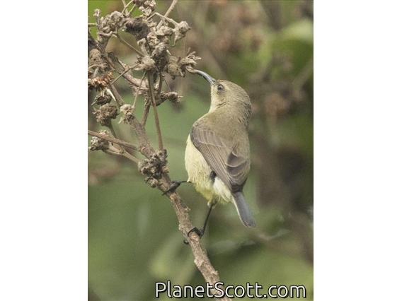 Variable Sunbird (Cinnyris venustus) - Female