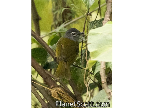 Eastern Mountain-Greenbul (Arizelocichla nigriceps)