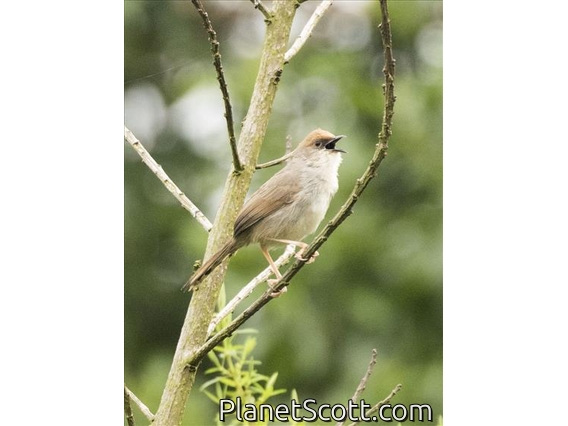 Chubb's Cisticola (Cisticola chubbi)