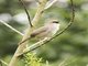 Chubb's Cisticola (Cisticola chubbi)