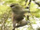 Golden Monkey (Cercopithecus kandti)