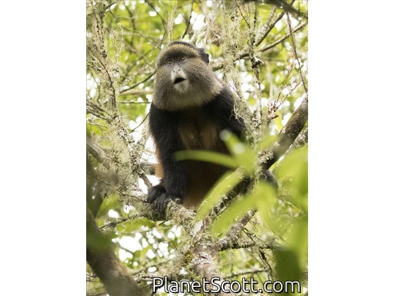 Golden Monkey (Cercopithecus kandti)