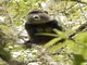 Golden Monkey (Cercopithecus kandti)