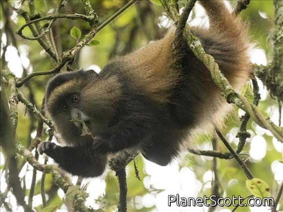 Golden Monkey (Cercopithecus kandti)