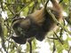 Golden Monkey (Cercopithecus kandti)