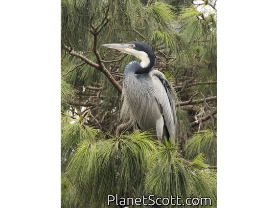 Black-headed Heron (Ardea melanocephala)