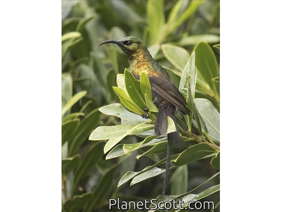 Bronze Sunbird (Nectarinia kilimensis)